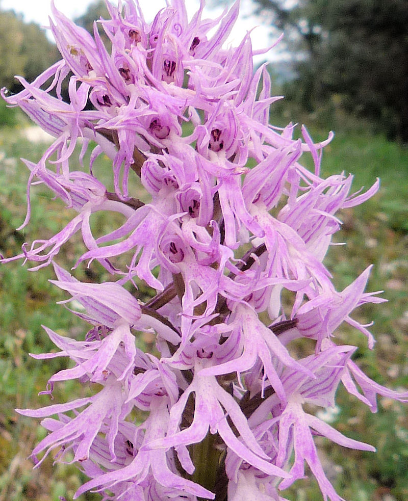 Orchis italica